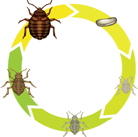 Ciclo de Vida